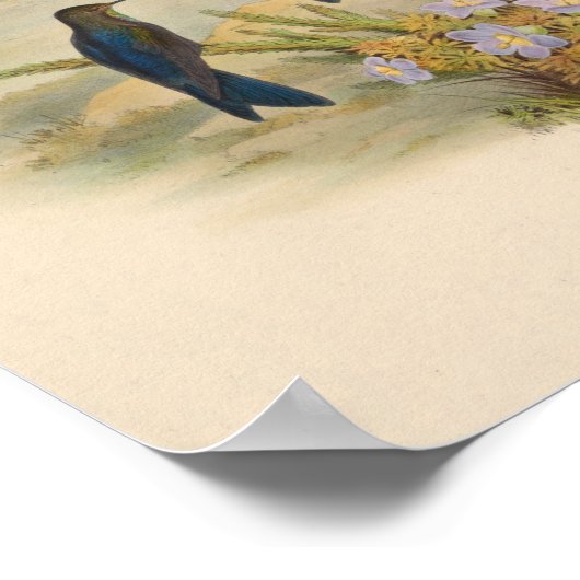  vogelplukkers poster (Hoek)