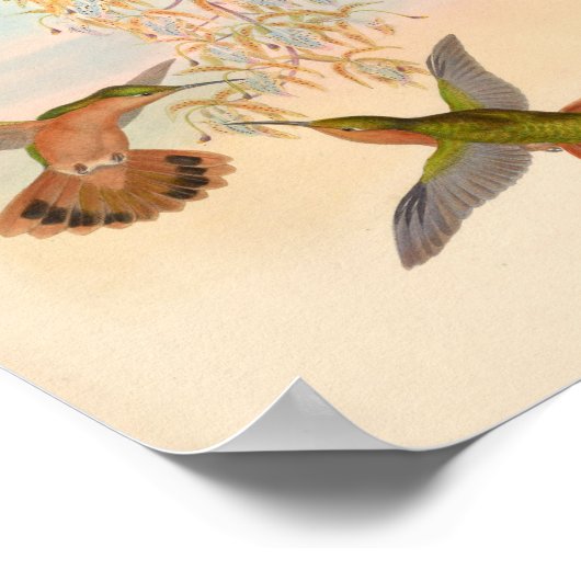  vogelplukkers poster (Hoek)