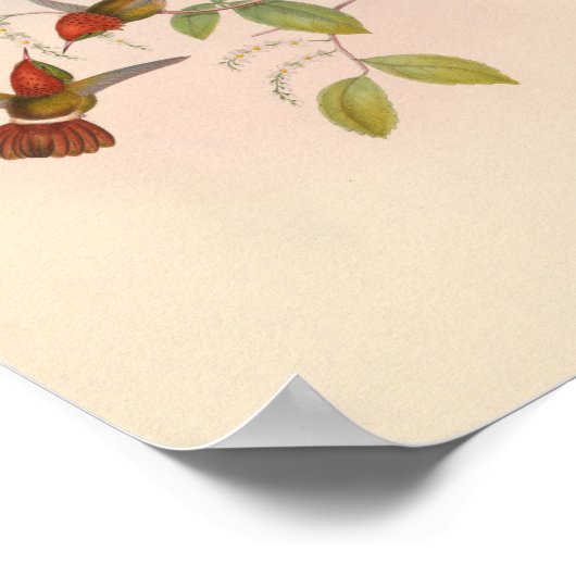  vogelplukkers poster (Hoek)