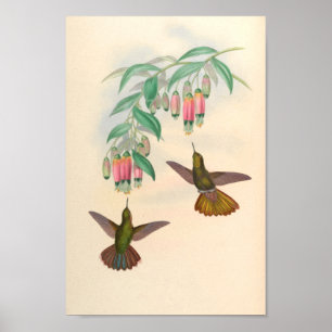vogelplukkers poster