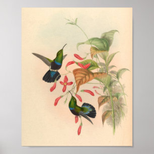 vogelplukkers poster