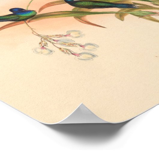  vogelplukkers poster (Hoek)