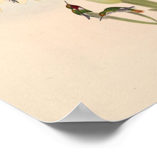  vogelplukkers poster (Hoek)