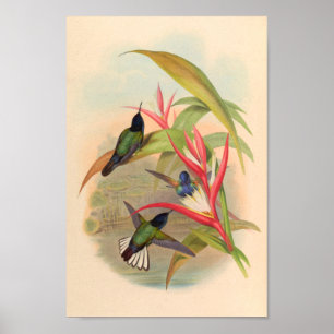vogelplukkers poster