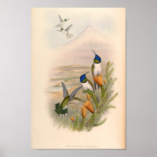 vogelplukkers poster
