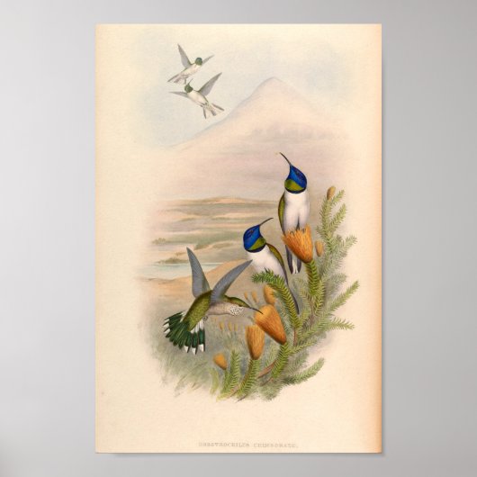 vogelplukkers poster (Voorkant)