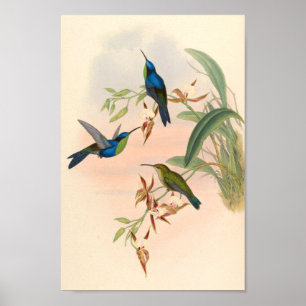 vogelplukkers poster
