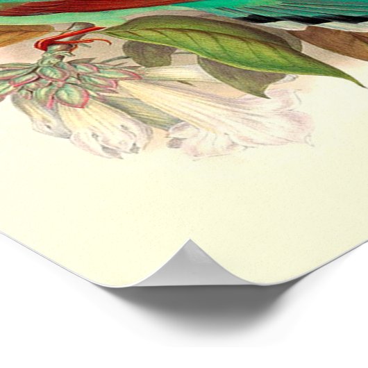  vogelPoster Poster (Hoek)