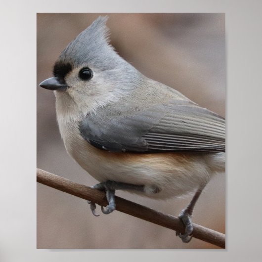 VogelPoster Poster (Voorkant)