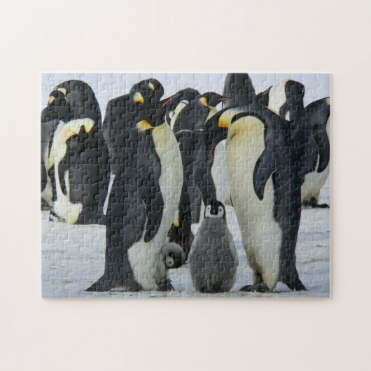 Vogelpuzzels Foto beste foto's in het wild Legpuzzel (Horizontaal)