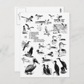 Vogels 12 briefkaart (Voorkant / Achterkant)