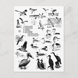 Vogels 12 briefkaart