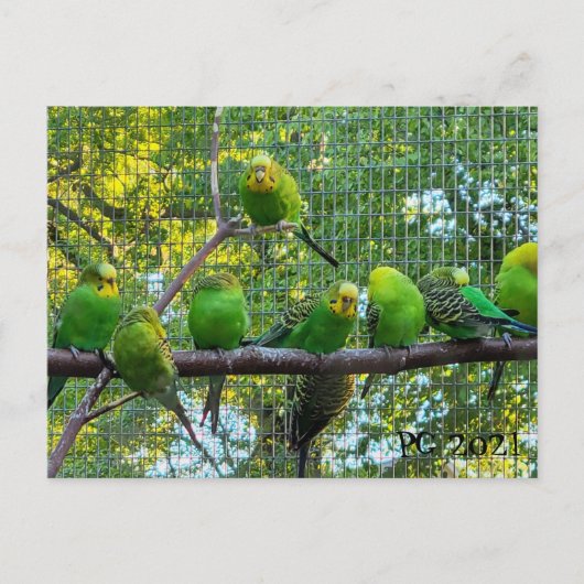 vogels briefkaart (Voorkant)