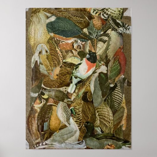 "Vogels" — collage van papier Poster (Voorkant)