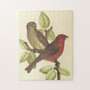 Vogels die op een Tak, Puzzle van de Blik worden Legpuzzel