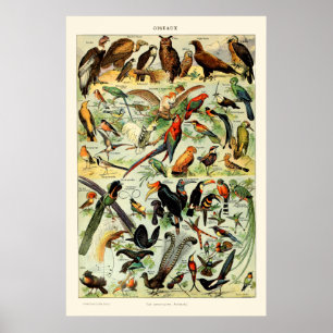  vogels door Adolphe Millot Poster
