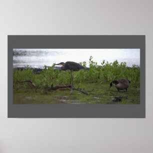 Vogels door het Poster water