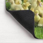 vogels, eenden, eenden, geel, natuur, schattig, ba muismat (Hoek)