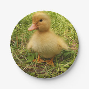 vogels, eenden, eenden, geel, natuur, schattig, ba papieren bordje