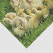 vogels, eenden, eenden, geel, natuur, schattig, ba tissuepapier (Detail)