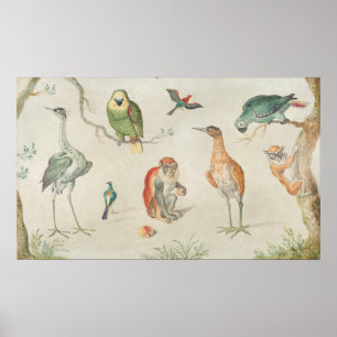 Vogels en apen - Jan van Kessel Fine Art Poster