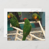 Vogels in de Pet Store Briefkaart (Voorkant / Achterkant)