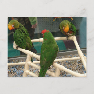 Vogels in de Pet Store Briefkaart