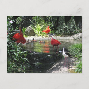 Vogels in het Briefkaart water