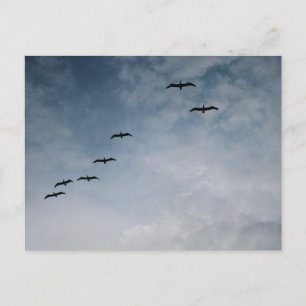 Vogels in Vluchtformatie Strandfotografie Briefkaart