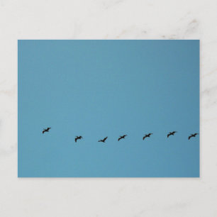 Vogels in Vluchtformatie Strandfotografie Briefkaart