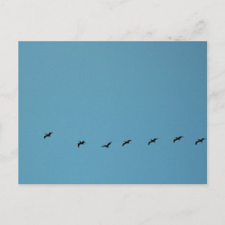 Vogels in Vluchtformatie Strandfotografie Briefkaart