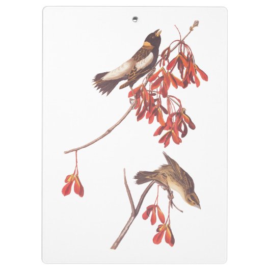 Vogels of Bobolinkvogels van de rijstbundel van Au Klembord (Achterkant)