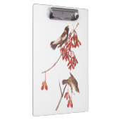 Vogels of Bobolinkvogels van de rijstbundel van Au Klembord (Rechts)