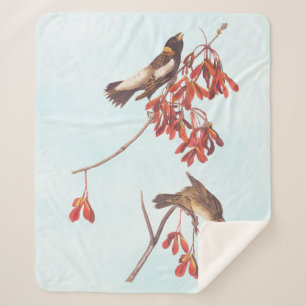 Vogels of Bobolinkvogels van de rijstbundel van Au Sherpa Deken