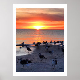 Vogels op de kust poster