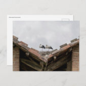 Vogels op een dak briefkaart (Voorkant / Achterkant)