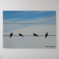 Vogels op een Draad