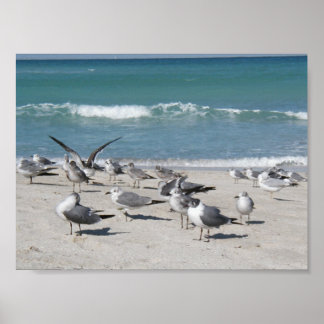 Vogels op het strand poster