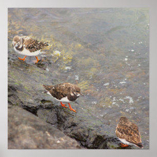 Vogels op rots foto poster