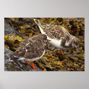 Vogels op Rotsen Foto Poster