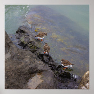 Vogels op Rotsen Foto Poster