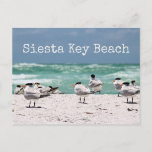 Vogels op strand Siesta Key Beach Briefkaart