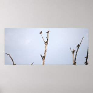 Vogels op takken Poster
