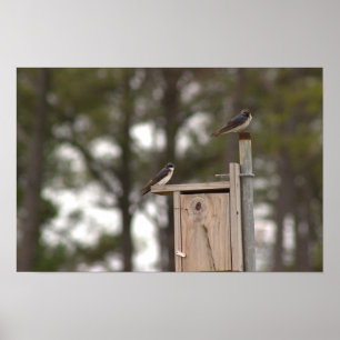 Vogels op Vogelhuis Poster