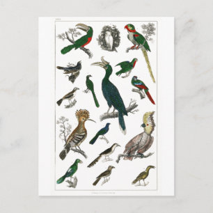  vogels Oude illustratie Kunstdieren Briefkaart