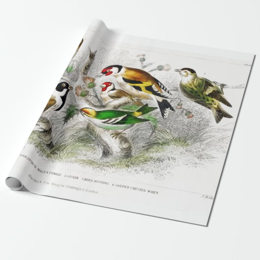  vogels Oude illustratie Kunstdieren Cadeaupapier (Uitgerold)