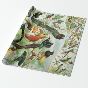  vogels Oude illustratie Kunstdieren Cadeaupapier