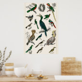  vogels Oude illustratie Kunstdieren Poster (Keuken)