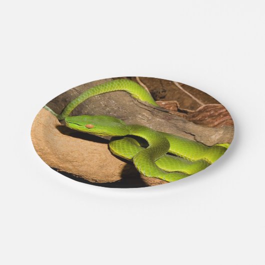 Vogel's Pit Viper Papieren Bordje (Gekanteld)
