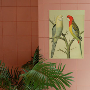 vogels - ROSELLA PARAKEETS Perfect Poster